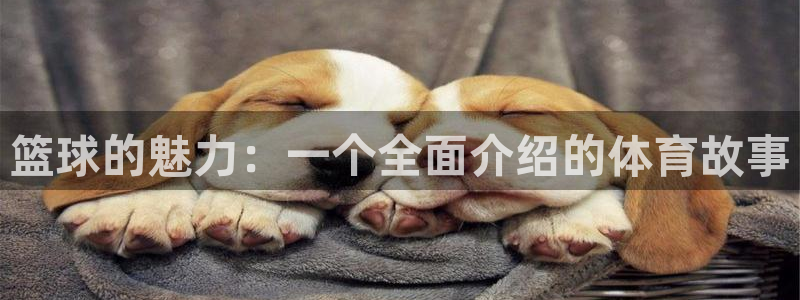 尊龙官网下载招商电话：篮球的魅力：一个全面介绍的体育