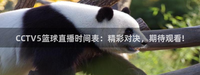 360足球直播吧直播间：CCTV5篮球直播时间表：精彩对决，期待观看!